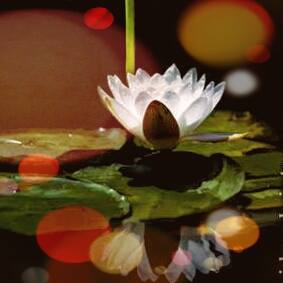 Lotus Pond_121414